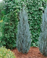 Блю Эрроу (Juniperus scopulorum Blue Arrow) 2939