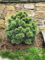 Блю Болл (Pinus koraiensis Blue Ball) 2942