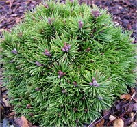 Божий Дар (Pinus mugo Bozi Dar) 2946