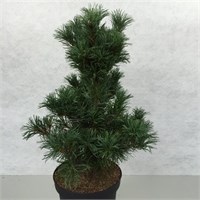 Бонсаи (Pinus parviflora Bonsai) 2948