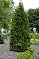 Брабант (Thuja occidentalis Brabant) 2955