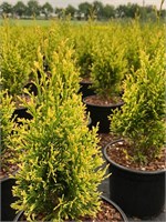 Брайт Смарагд (Thuja occidentalis Bright Smaragd) 2957