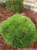 Брепо (Pinus nigra Brepo) 2958