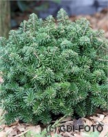 Бриллиант (Abies koreana Brilliant) 2959
