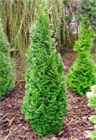 Бробекс Тауэр (Thuja occidentalis Brobeck's Tower) 2960