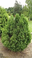 Вагнери (Thuja occidentalis Wagneri) 2968