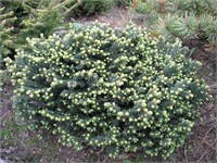 Вальдбрунн (Picea abies Waldbrunn) 2969
