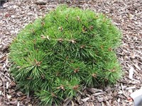 Вальх (Pinus mugo Walch) 2970