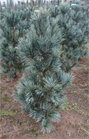 Вандервольфс Пирамид (Pinus flexilis Vanderwolf's Pyramid) 2972