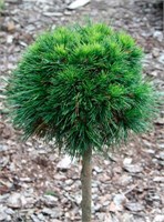 Варелла (Pinus mugo Varella) 2981