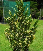 Вариегата (Juniperus chinensis Variegata) 2983