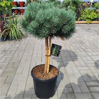 Ватерери (Pinus sylvestris Watereri) 2989