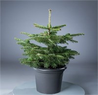 видовая норма (Abies nordmanniana) 2998