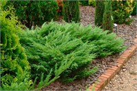 видовая норма (Juniperus sabina) 3005