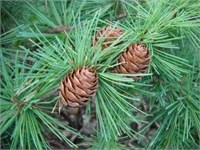 видовая норма (Larix kaempferi) 3009