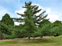 видовая норма (Larix marschlinsii) 3012