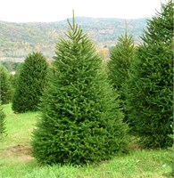 видовая норма (Picea abies) 3018