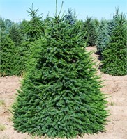 видовая норма (Picea omorika) 3020