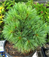 видовая норма (Pinus strobus) 3024