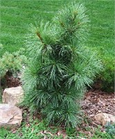 видовая норма (Pinus wallichiana) 3026