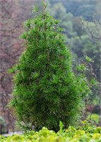 видовая норма (Sciadopitys verticillata) 3028