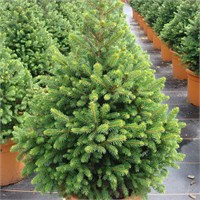 Виллс Цверг (Picea abies Will's Zwerg) 3033