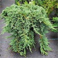 Вилтони (Juniperus horizontalis Wiltonii) 3035