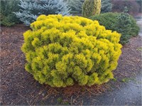 Винтерсонн (Pinus mugo Wintersonne) 3047