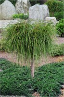 Випкорд (Thuja plicata Whipcord) 3057