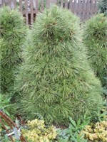 Виридис Компакта (Pinus sylvestris Viridis Compacta) 3059