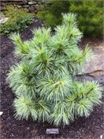 Витхорст (Pinus schwerinii Wiethorst) 3065