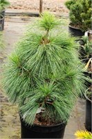 Витхорст (Pinus schwerinii Wiethorst) 3066