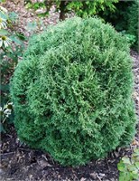 Вотерфилд (Thuja occidentalis Waterfield) 3067