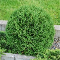 Вудварди (Thuja occidentalis Woodwardii) 3068