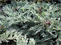 Гласиер (Juniperus horizontalis Glacier) 3083