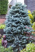 Глаука (Picea pungens Glauca) 3086