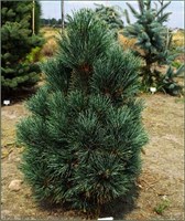 Глаука (Pinus cembra Glauca) 3090