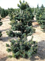 Глаука (Pinus parviflora Glauca) 3091
