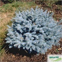 Глаука Глобоза (Picea pungens Glauca Globosa) 3095