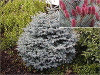 Глаука Маджестик Блю (Picea pungens Glauca Majestic Blue) 3103