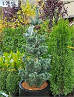 Глаука Нана (Pinus parviflora Glauca Nana) 3104