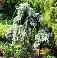 Глаука Пендула (Picea pungens Glauca Pendula) 3105