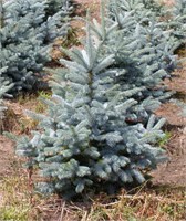 Глаука Супер Блю Сидлинг (Picea pungens Glauca Super Blue Seedling) 3107
