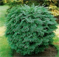 Глобоза (Chamaecyparis lawsoniana Globosa) 3109