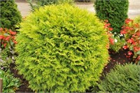 Глобоза Ауреа (Thuja occidentalis Globosa Aurea) 3110
