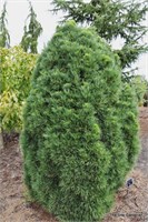 Глобоза Виридиз (Pinus sylvestris Globosa Viridis) 3111