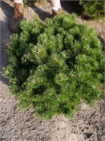 Гном (Pinus mugo Gnom) 3115