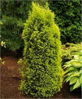 Голд Коун (Juniperus communis Gold Cone) 3116