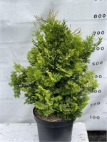 Голд Пост (Chamaecyparis obtusa Gold Post) 3118