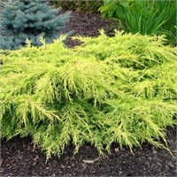 Голд Стар (Juniperus pfitzeriana Gold Star) 3119